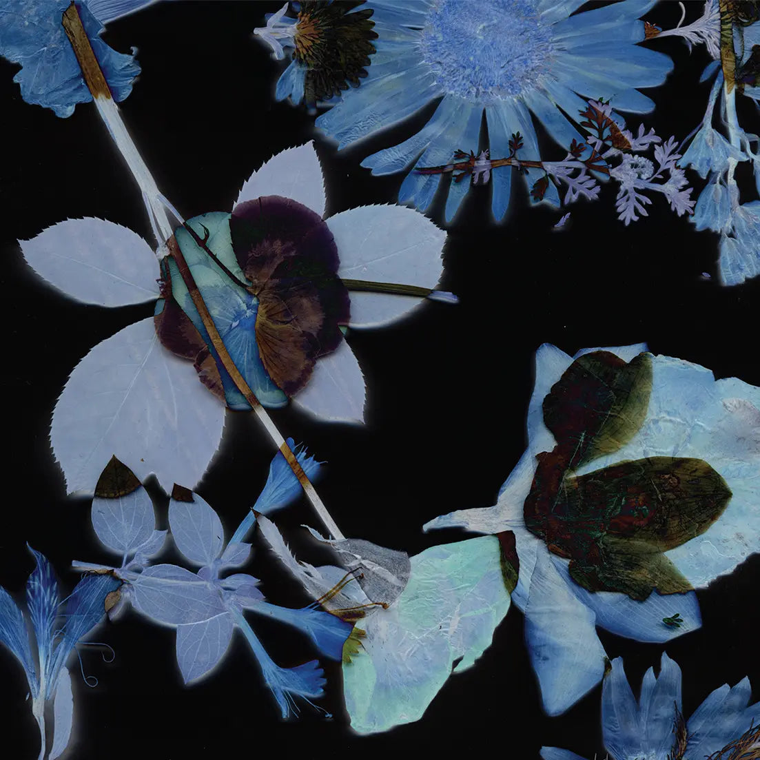 Collage of various flowers and leaves on a black background